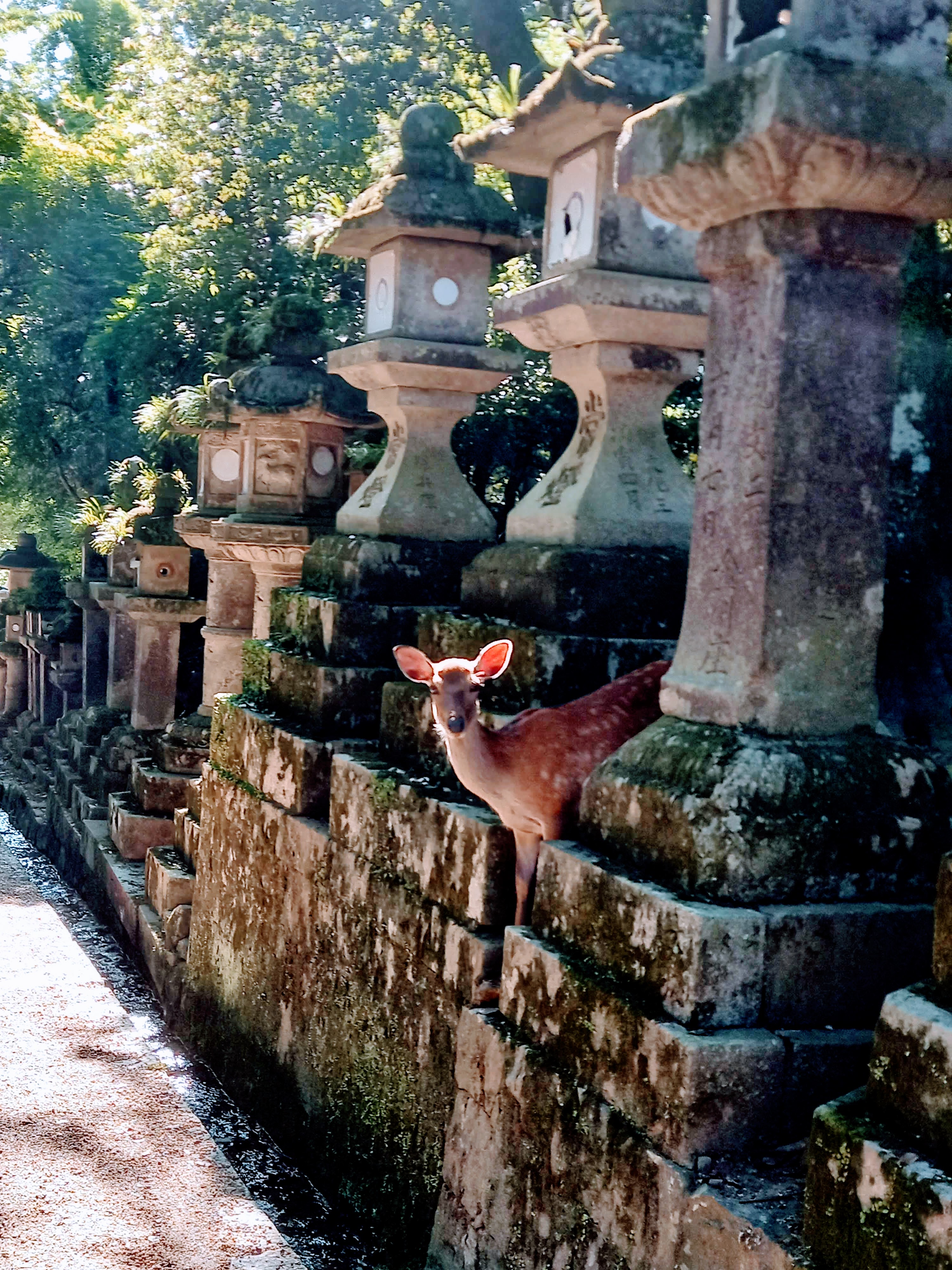 Friendly deer walking freely around Nara park and temple streets